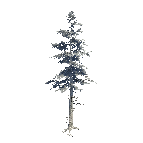 Fir_07_Forest Static_Snow